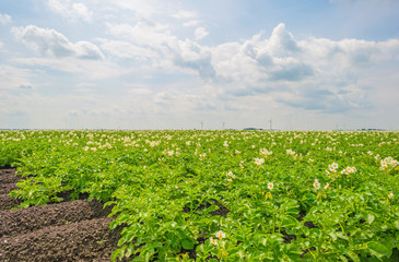 Fototapeta na wymiar Field with potatoes in summer