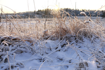 Obraz premium Grass in the snow and winter sunrise