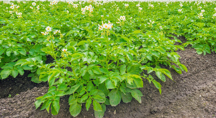 Field with potatoes in summer
