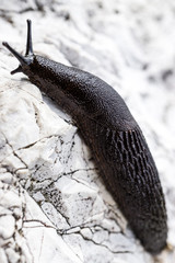 Schwarzer Schnegel - Nackschnecke auf Felsen