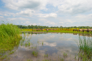 Konik horses in a sunny field in summer