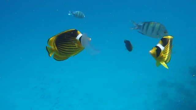 Movie clip of Butterflyfish (Chaetodon fasciatus) floats over a coral reef - eat jellyfish 
