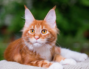 Portrait of domestic red Maine Coon kitten, 5 months old. Cat posing on green outdoor background.