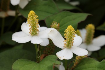 Houttuynia cordata