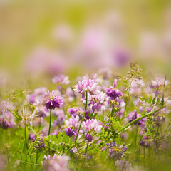 Beautiful Flowers background