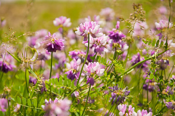 Beautiful Sunny Flowers