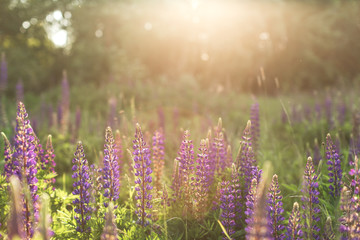 beautiful flower field in summer.
