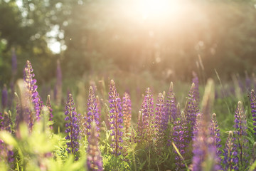 beautiful flower field in summer.