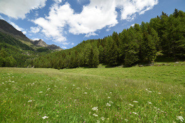 paesaggio di montagna montagne prateria spettacolo natura Alpi Trentino Italia sentiero malga maso