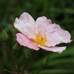 Rosa chinensis Mutabilis