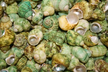 Green Pile of Seashells Background Texture