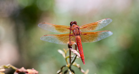 Flame (firecracker) Skimmer (Libellula saturata dragonfly) perched near a pond. Santa Clara County, California, USA.