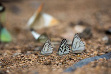 Butterflies (The Chocolate Albatross) feeding on the ground.