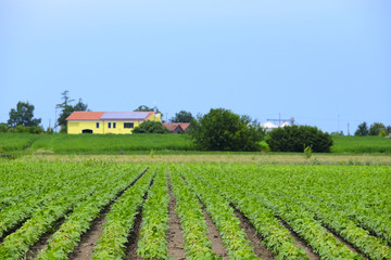 Fototapeta na wymiar Italian agricultural summer landscape