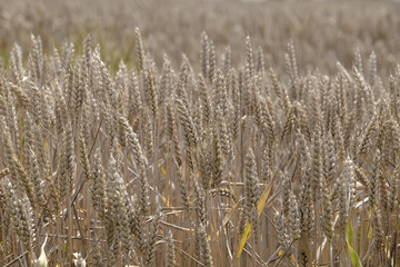 Fototapeta premium The image of a wheat field
