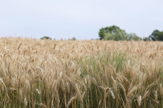 The image of a wheat field