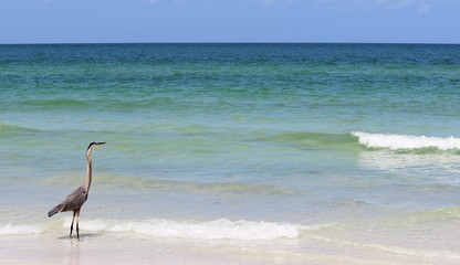 Crane Wading in Surf at Florida Beach