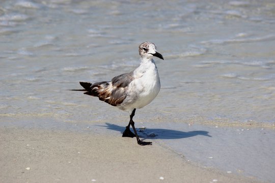 Seagull Walking in Surf