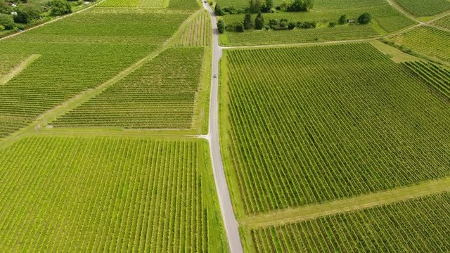 Aerial view of vineyards - Rheingau-Taununs area, Germany