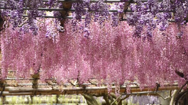 Wisteria tunnel, the fantastical world full of Wisteria flowers