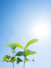 青空と新緑
