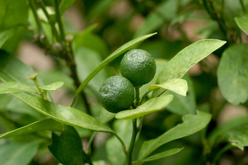 Limes hanging from the branches