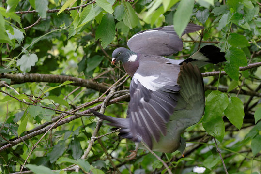 Common Wood Pigeon, Wood Pigeon, Columba palumbus - fight