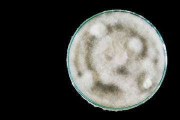macro of fungi on petri dish isolated on black background