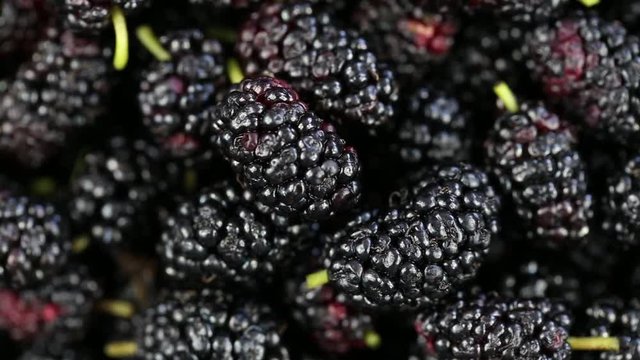 Mulberry close up. Loop rotation. Front of the camera rotates plate with mulberry