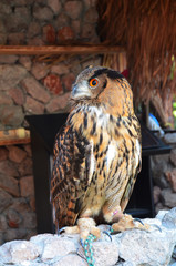 owl