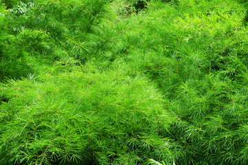 Bamboo leaves in Kanchanaburi province , thailand