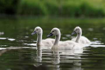 Obraz premium Mute Swan, cygnus olor - young birds