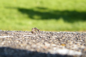 Brown Ant Carrying Its Load in Full Profile