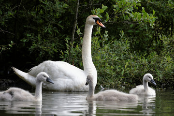 Mute Swan, cygnus olor - young birds
