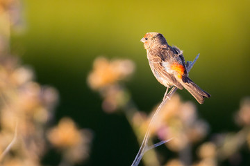 House finch on a bush, seen in North California