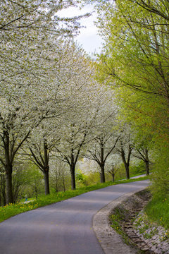 Cherry blossom