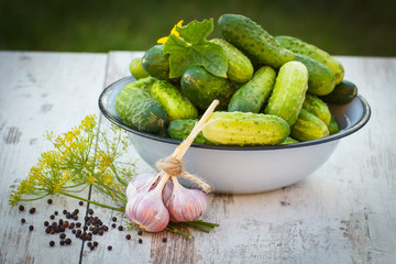 Cucumbers in metal bowl and spices for pickling cucumbers in garden on sunny day
