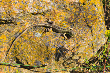 Lizard on the stone