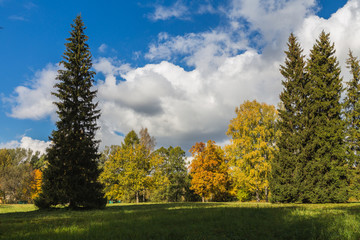 Autumn park with various trees.