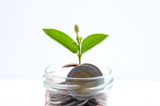 save money for investment concept plant growing out of coins