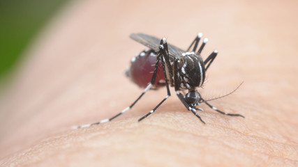 mosquito, malaria, influenza