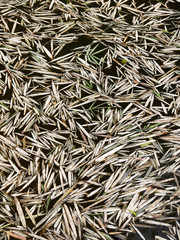 Bamboo leaves on water