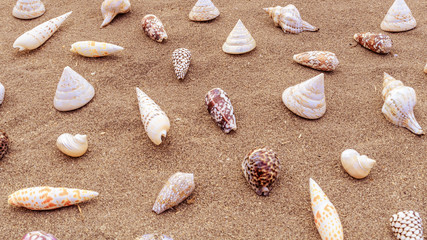 Sea shells arrranged on the sand.