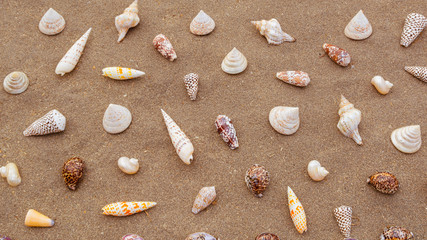 Assorted sea shells on the sand - background