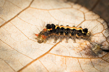 This is a photo of a caterpillar, was taken in XiaMen exhibition garden, China.