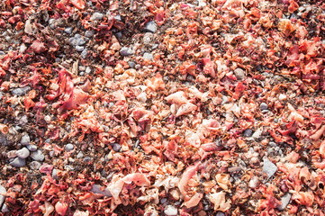 Dried red macro algae on the beach at Antarctica