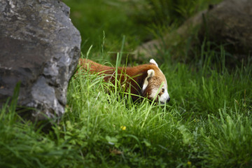 Red panda in nature