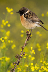 Beautiful wild bird