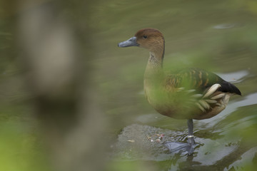 Ducks in lake