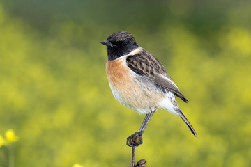 Beautiful wild bird